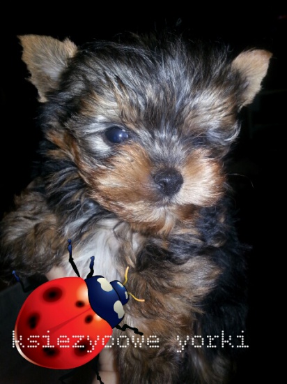 mini mini yorki 