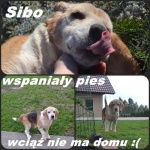 Sibo beagle