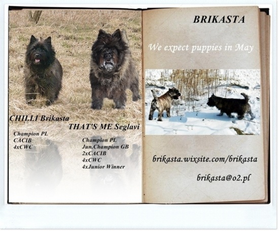 CAIRN TERRIER -  szczenięta po Championach FCI