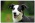 LAWA-cud sunia BORDER COLLIE SMOOTH mix-energiczna,KOCHANA o