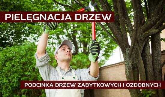 Wycinka/podcinka drzew i krzewów, rozdrabnianie gałęzi, pielęgnacja