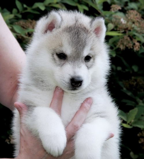 Siberian husky piekne szczenieta rodowod FCI