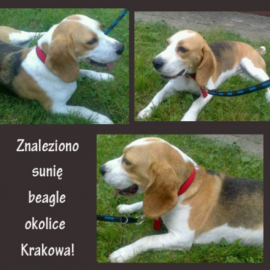 Znaleziono sunię beagle okolice Krakowa 