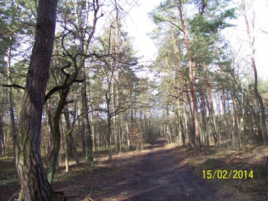 Las mieszany w Łękach/Borzęcin